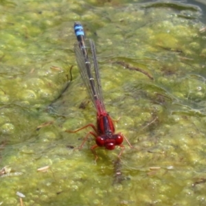 Xanthagrion erythroneurum at Gordon, ACT - 17 Nov 2021 02:48 PM