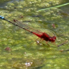 Xanthagrion erythroneurum at Gordon, ACT - 17 Nov 2021