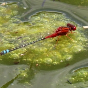 Xanthagrion erythroneurum at Gordon, ACT - 17 Nov 2021 02:48 PM