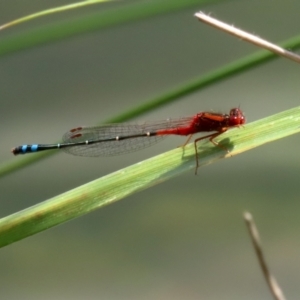 Xanthagrion erythroneurum at Gordon, ACT - 17 Nov 2021 02:48 PM