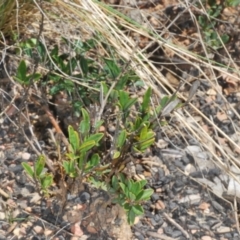 Ischnura aurora at Mount Clear, ACT - 9 Nov 2021