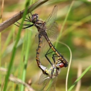 Hemicordulia tau at Gordon, ACT - 17 Nov 2021