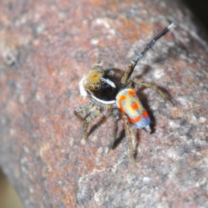 Maratus pavonis at Cotter River, ACT - suppressed