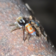 Maratus pavonis at Cotter River, ACT - 16 Nov 2021