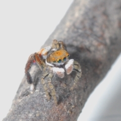 Maratus pavonis at Cotter River, ACT - 16 Nov 2021