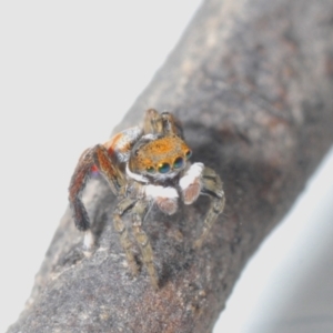 Maratus pavonis at Cotter River, ACT - 16 Nov 2021