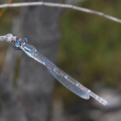 Austrolestes leda (Wandering Ringtail) at Tennent, ACT - 15 Nov 2021 by Harrisi