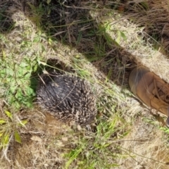 Tachyglossus aculeatus (Short-beaked Echidna) at Lake Hume Village, NSW - 17 Nov 2021 by AlburyCityEnviros