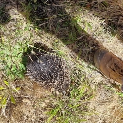 Tachyglossus aculeatus (Short-beaked Echidna) at Lake Hume Village, NSW - 17 Nov 2021 by AlburyCityEnviros