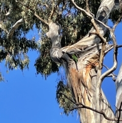 Trichoglossus moluccanus (Rainbow Lorikeet) at Hackett, ACT - 17 Nov 2021 by cmobbs