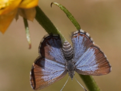 Acrodipsas myrmecophila (Small Ant-blue Butterfly) by RAllen