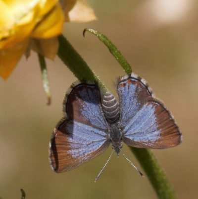 Acrodipsas myrmecophila (Small Ant-blue Butterfly) by RAllen