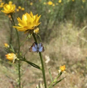 Acrodipsas myrmecophila at suppressed - 11 Nov 2021