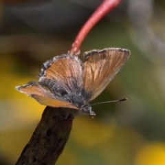 Acrodipsas myrmecophila at suppressed - 11 Nov 2021