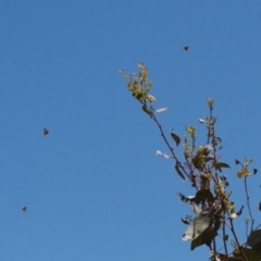 Acrodipsas myrmecophila at suppressed - 11 Nov 2021