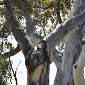 Callocephalon fimbriatum at Dairymans Plains, NSW - suppressed