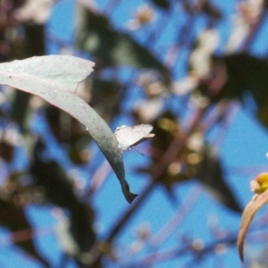 Acrodipsas myrmecophila at suppressed - suppressed