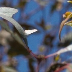 Acrodipsas myrmecophila at suppressed - suppressed