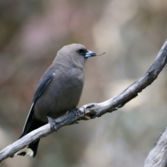 Artamus cyanopterus cyanopterus (Dusky Woodswallow) at Pialligo, ACT - 17 Nov 2021 by jbromilow50