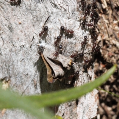 Acrodipsas myrmecophila (Small Ant-blue Butterfly) by RAllen