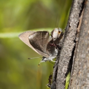 Acrodipsas myrmecophila at suppressed - 17 Nov 2021