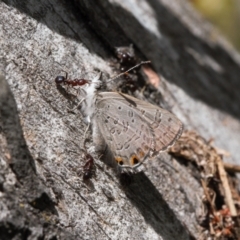 Acrodipsas myrmecophila at suppressed - 17 Nov 2021