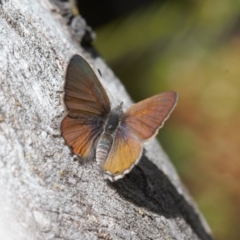 Acrodipsas myrmecophila at suppressed - 17 Nov 2021