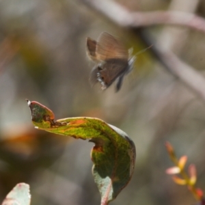 Acrodipsas myrmecophila at suppressed - 17 Nov 2021