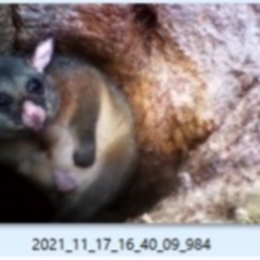 Trichosurus vulpecula (Common Brushtail Possum) at Dairymans Plains, NSW - 17 Nov 2021 by MichaelMulvaney