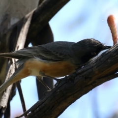 Pachycephala rufiventris (Rufous Whistler) at Pialligo, ACT - 17 Nov 2021 by jbromilow50