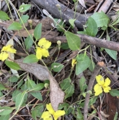 Goodenia hederacea (Ivy Goodenia) at Crace, ACT - 17 Nov 2021 by Jenny54
