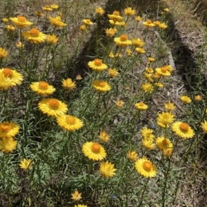 Xerochrysum viscosum at Crace, ACT - 18 Nov 2021