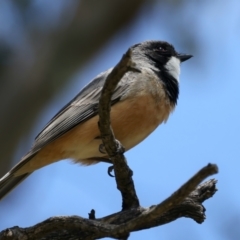 Pachycephala rufiventris (Rufous Whistler) at Pialligo, ACT - 17 Nov 2021 by jbromilow50