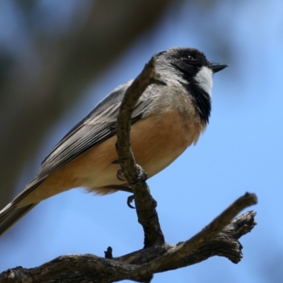 Pachycephala rufiventris (Rufous Whistler) at Pialligo, ACT - 17 Nov 2021 by jb2602