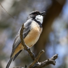 Pachycephala rufiventris at Pialligo, ACT - 17 Nov 2021