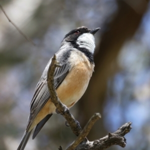 Pachycephala rufiventris at Pialligo, ACT - 17 Nov 2021