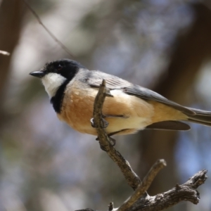 Pachycephala rufiventris at Pialligo, ACT - 17 Nov 2021