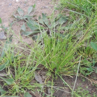 Poa annua (Winter Grass, Annual Poa) at Theodore, ACT - 20 Oct 2021 by MichaelBedingfield