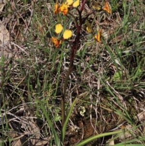 Diuris semilunulata at Bredbo, NSW - 16 Nov 2021