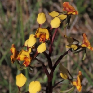 Diuris semilunulata at Bredbo, NSW - 16 Nov 2021