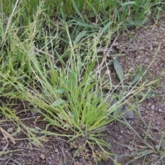 Poa annua (Winter Grass, Annual Poa) at Paddys River, ACT - 20 Oct 2021 by MichaelBedingfield