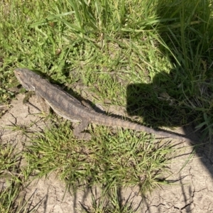 Pogona barbata at Nicholls, ACT - 17 Nov 2021