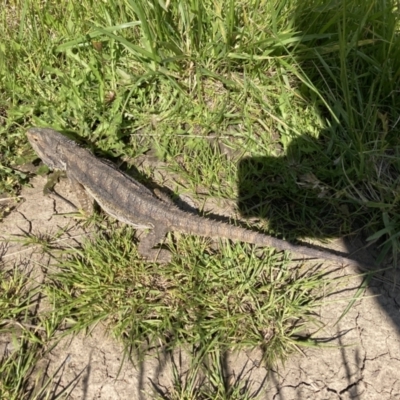 Pogona barbata (Eastern Bearded Dragon) at Gungahlin Pond - 17 Nov 2021 by davorowe