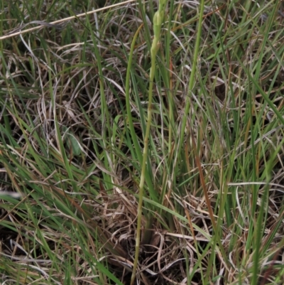 Hymenochilus bicolor (ACT) = Pterostylis bicolor (NSW) (Black-tip Greenhood) at Bredbo, NSW - 16 Nov 2021 by AndyRoo