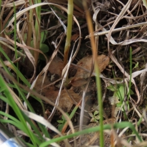 Hymenochilus bicolor at Bredbo, NSW - 16 Nov 2021