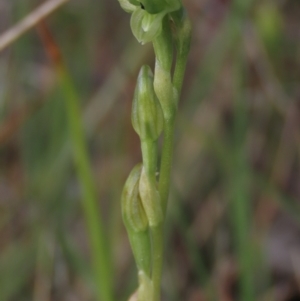 Hymenochilus bicolor at Bredbo, NSW - 16 Nov 2021