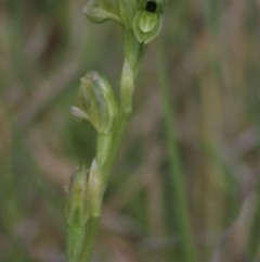 Hymenochilus bicolor at Bredbo, NSW - 16 Nov 2021