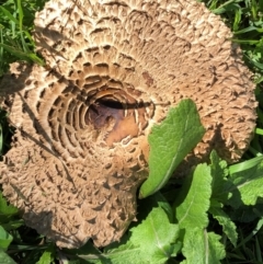 Chlorophyllum sp. at Hughes, ACT - 17 Nov 2021 by ruthkerruish