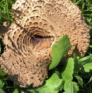 Chlorophyllum sp. at Hughes, ACT - 18 Nov 2021 09:16 AM