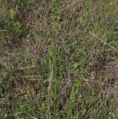 Microtis unifolia (Common Onion Orchid) at Bredbo, NSW - 16 Nov 2021 by AndyRoo